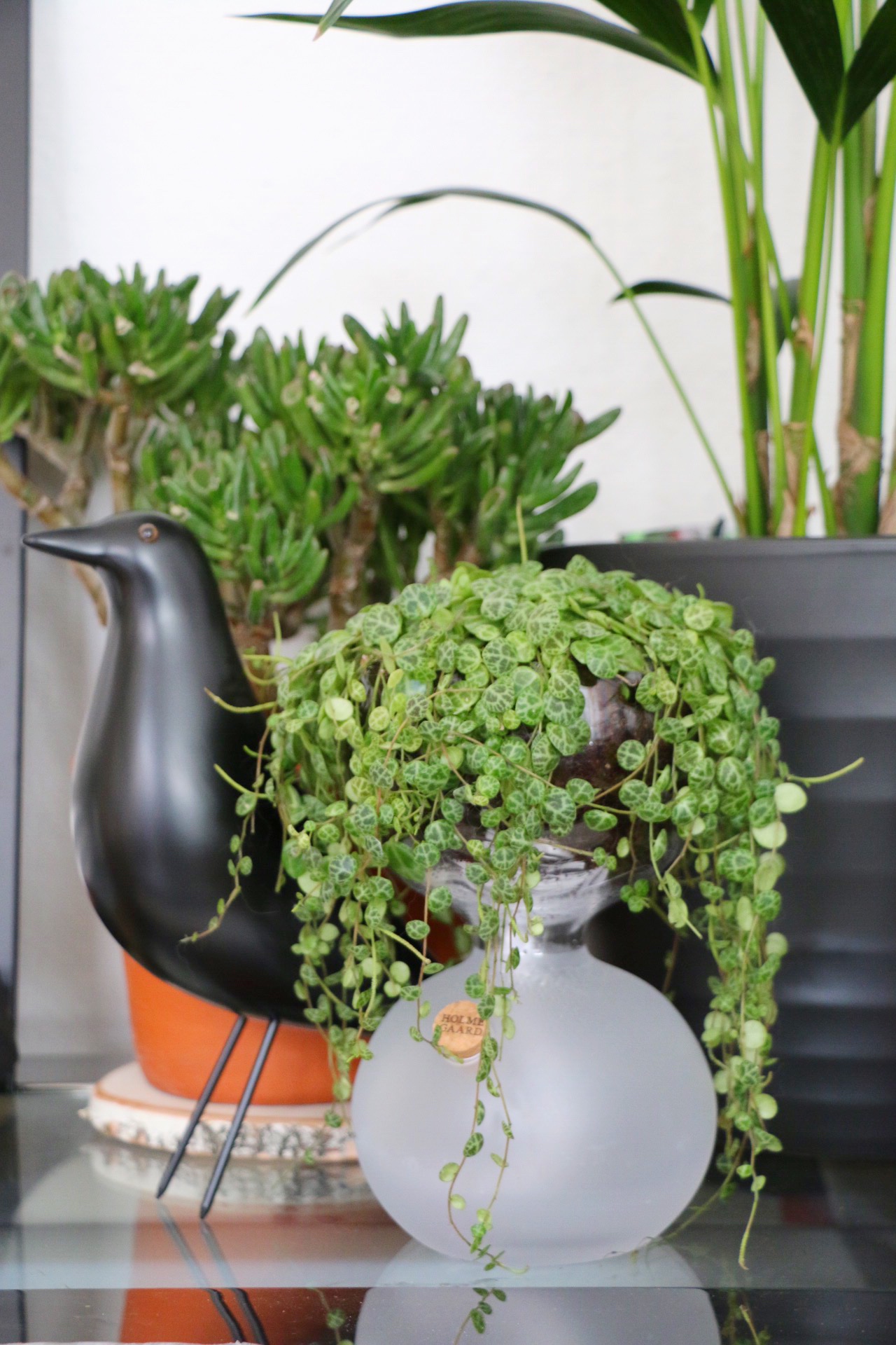 Urban Jungle Bloggers - Plants & Glass by eat blog love