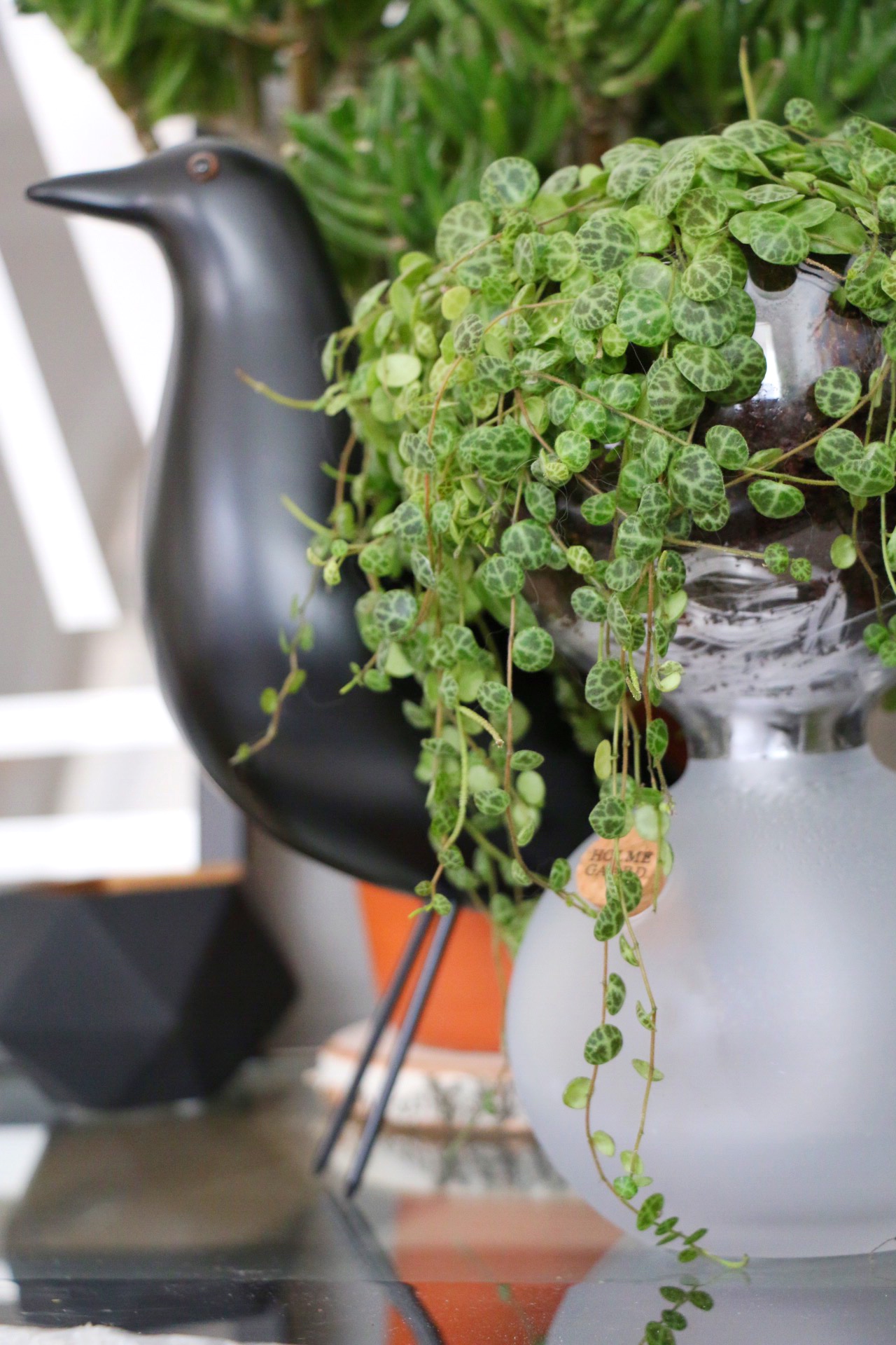Urban Jungle Bloggers - Plants & Glass by eat blog love