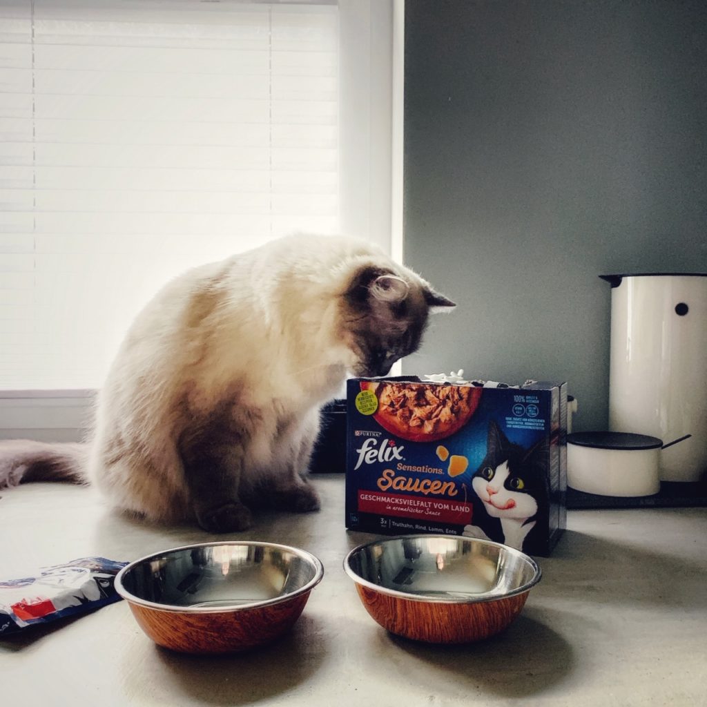 5 Zeichen, dass es meinen Katzen schmeckt von eat blog love