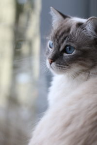 10 Gründe, warum ich unsere Katzen so liebe by eat blog love